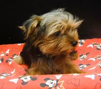 Sable, a male Yorkshire Terrier for sale in Paterson, NJ – 3 of 10