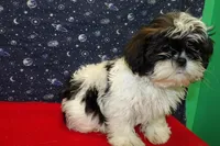 maria, a female Shih Tzu for sale in Paterson, NJ – Photo 4 of 5