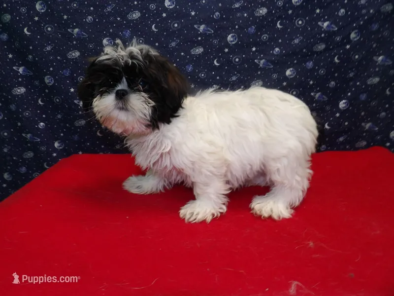 maria – Shih Tzu puppy for sale in Paterson, NJ
