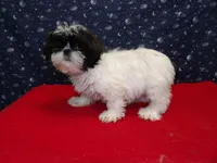 maria, a female Shih Tzu for sale in Paterson, NJ – Photo 1 of 5