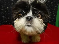 maria, a female Shih Tzu for sale in Paterson, NJ – Photo 2 of 5