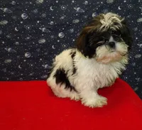 maria, a female Shih Tzu for sale in Paterson, NJ – Photo 3 of 5