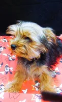 Sable, a male Yorkshire Terrier for sale in Paterson, NJ – 7 of 10