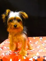 Suri, a female Yorkshire Terrier for sale in Paterson, NJ – 7 of 10