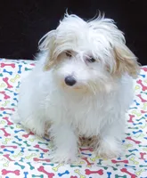 Sage, a male Maltipoo for sale in Paterson, NJ – 7 of 10