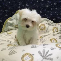 Fabian , a male Morkie for sale in Paterson, NJ – Photo 2 of 5