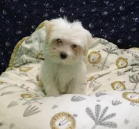 Fabian , a male Morkie for sale in Paterson, NJ – Photo 2 of 5