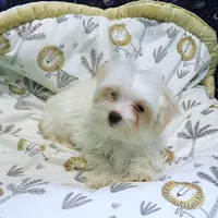 Fabian , a male Morkie for sale in Paterson, NJ – Photo 4 of 5