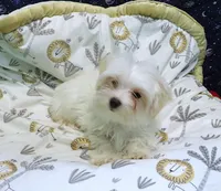 Fabian , a male Morkie for sale in Paterson, NJ – Photo 4 of 5