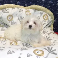 Fabian , a male Morkie for sale in Paterson, NJ – Photo 3 of 5