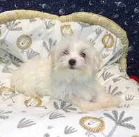 Fabian , a male Morkie for sale in Paterson, NJ – Photo 3 of 5