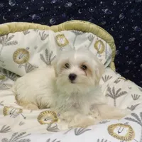 Fabian , a male Morkie for sale in Paterson, NJ – Photo 1 of 5