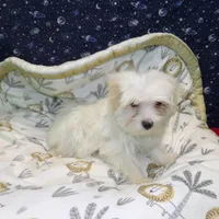 Fabian , a male Morkie for sale in Paterson, NJ – Photo 5 of 5