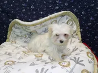 Fabian , a male Morkie for sale in Paterson, NJ – Photo 5 of 5