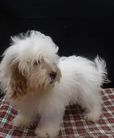 Joker, a male Shihpoo for sale in Paterson, NJ – 4 of 4