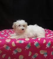 Sage, a female Maltipoo for sale in Paterson, NJ – 4 of 5