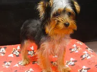 Suri, a female Yorkshire Terrier for sale in Paterson, NJ – 2 of 10