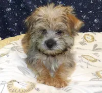April, a female Morkie for sale in Paterson, NJ – Photo 6 of 6