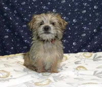April, a female Morkie for sale in Paterson, NJ – Photo 3 of 6