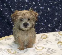 April, a female Morkie for sale in Paterson, NJ – Photo 2 of 6
