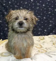 April, a female Morkie for sale in Paterson, NJ – Photo 1 of 6