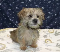 April, a female Morkie for sale in Paterson, NJ – Photo 4 of 6