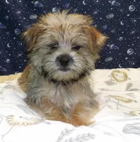 April, a female Morkie for sale in Paterson, NJ – Photo 5 of 6