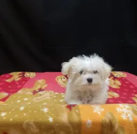 Saint , a male Maltipoo for sale in Paterson, NJ – 3 of 5