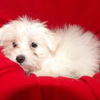 Jade, a female Maltese for sale in Paterson, NJ – Photo 2 of 5