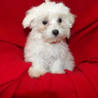 Jade, a female Maltese for sale in Paterson, NJ – Photo 3 of 5
