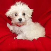 Jade, a female Maltese for sale in Paterson, NJ – Photo 4 of 5