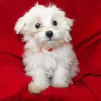 Jade, a female Maltese for sale in Paterson, NJ – Photo 1 of 5