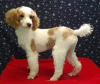 Rusty, a male Poodle - Miniature  for sale in Paterson, NJ – Photo 2 of 5