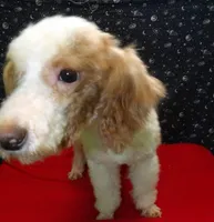 Rusty, a male Poodle - Miniature  for sale in Paterson, NJ – Photo 4 of 5
