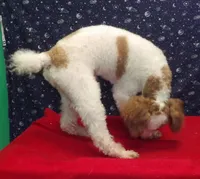 Rusty, a male Poodle - Miniature  for sale in Paterson, NJ – Photo 3 of 5