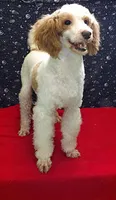 Rusty, a male Poodle - Miniature  for sale in Paterson, NJ – Photo 5 of 5