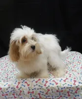Jacky , a female Shihpoo for sale in Paterson, NJ – 2 of 5