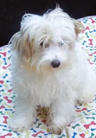 Sage, a male Maltipoo for sale in Paterson, NJ – 4 of 10
