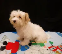 Sandra, a female Maltipoo for sale in Paterson, NJ – 4 of 5