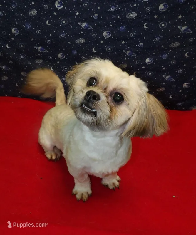 Theo – Shichon puppy for sale in Paterson, NJ