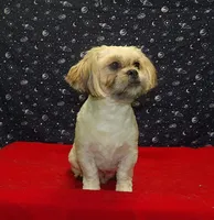 Theo, a male Shichon for sale in Paterson, NJ – Photo 2 of 4