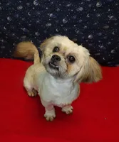 Theo, a male Shichon for sale in Paterson, NJ – Photo 3 of 4