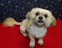 Theo, a male Shichon for sale in Paterson, NJ – Photo 4 of 4