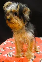 Suri, a female Yorkshire Terrier for sale in Paterson, NJ – 6 of 10