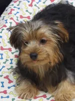 Sally, a female Yorkshire Terrier for sale in Paterson, NJ – 5 of 10