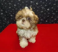 Mary, a female Shih Tzu for sale in Paterson, NJ – Photo 2 of 5