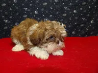 Mary, a female Shih Tzu for sale in Paterson, NJ – Photo 3 of 5