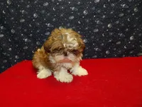 Mary, a female Shih Tzu for sale in Paterson, NJ – Photo 5 of 5