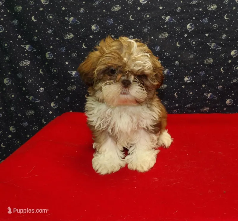 Mary – Shih Tzu puppy for sale in Paterson, NJ