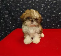 Mary, a female Shih Tzu for sale in Paterson, NJ – Photo 1 of 5